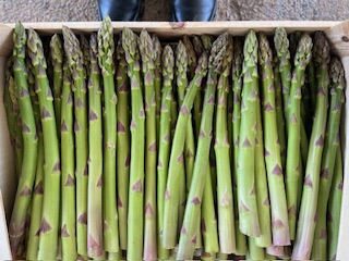 ASPERGE VERTE + - 5 KGS