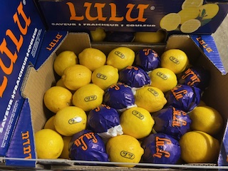 CITRON LULU + - 6.5  KGS